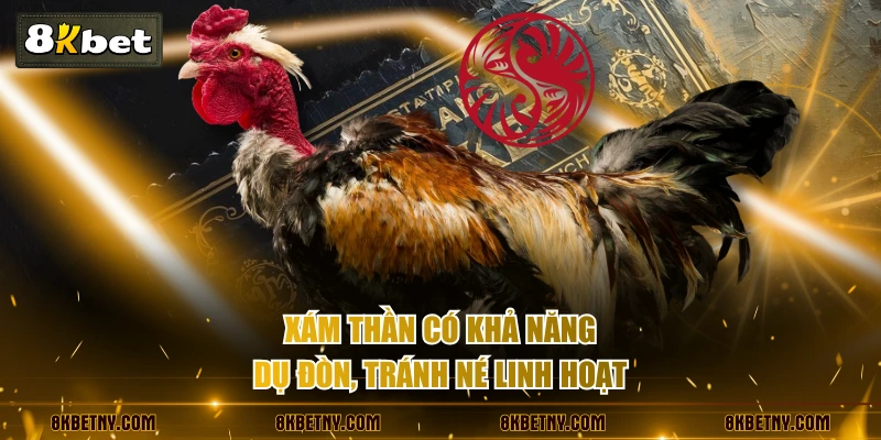 Đá Gà Cựa Dao Là Gì? Điểm Mặt Các Linh Kê Huyền Thoại 3 Xám Thần có khả năng dụ đòn, tránh né linh hoạt